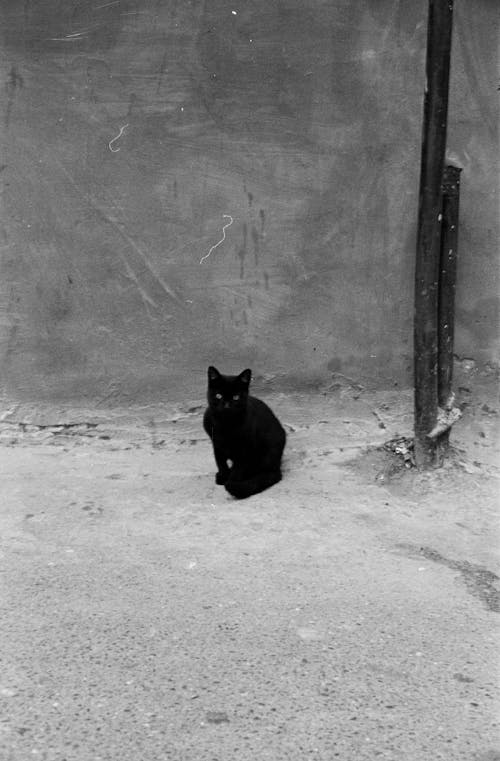 검은 고양이, 고양잇과 동물, 그레이스케일의 무료 스톡 사진