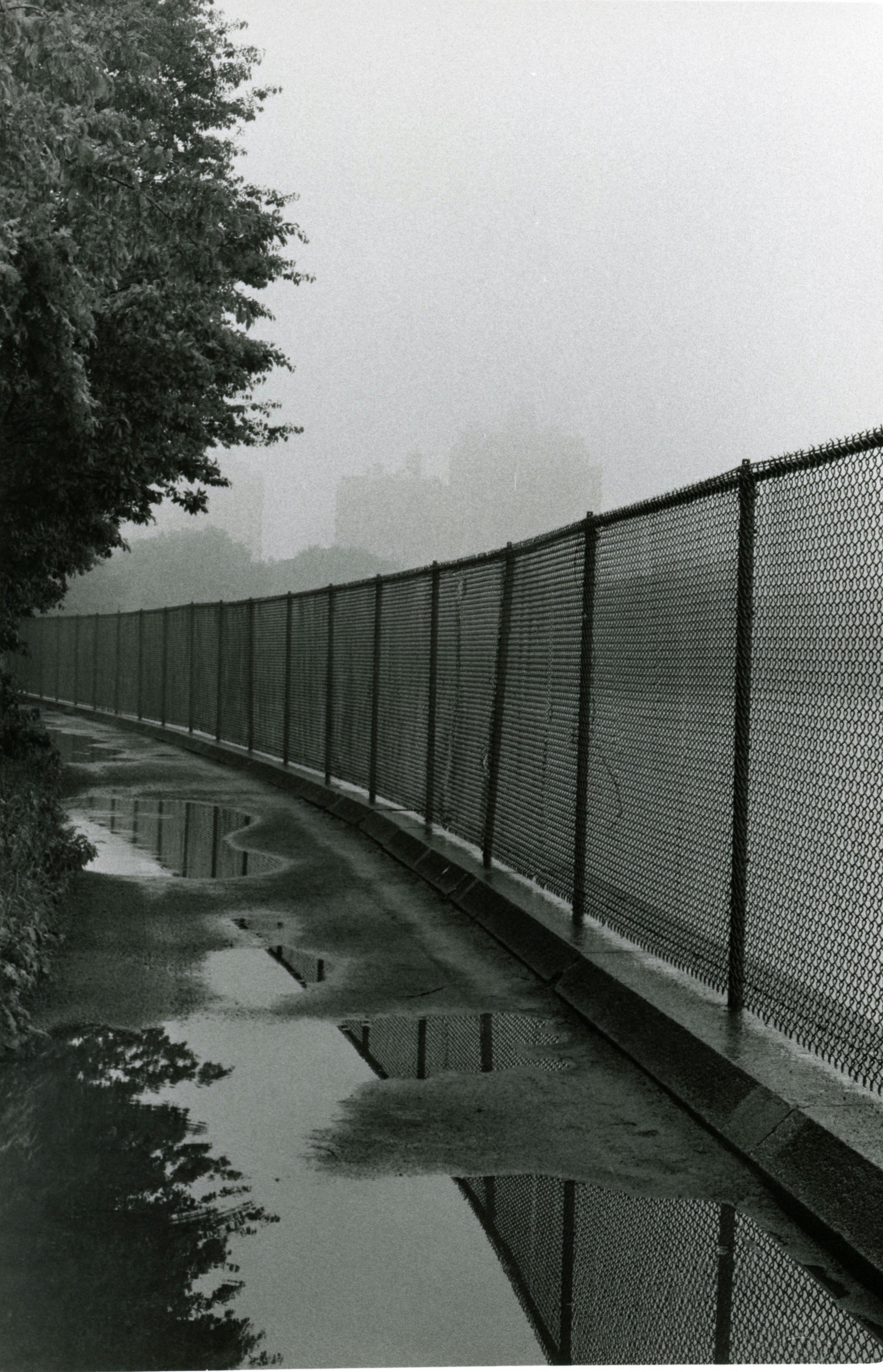 Raccoon Standing Behind Chain Link Fence · Free Stock Photo