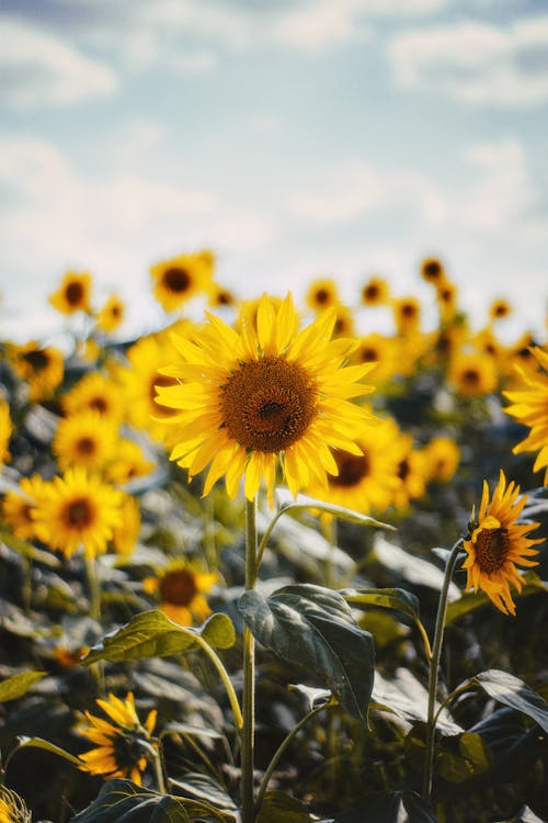 Beautiful Yellow Sunflowers on the Field