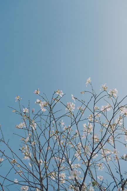 Peaceful branches with white flowers reaching into a clear blue sky in Vietnam.