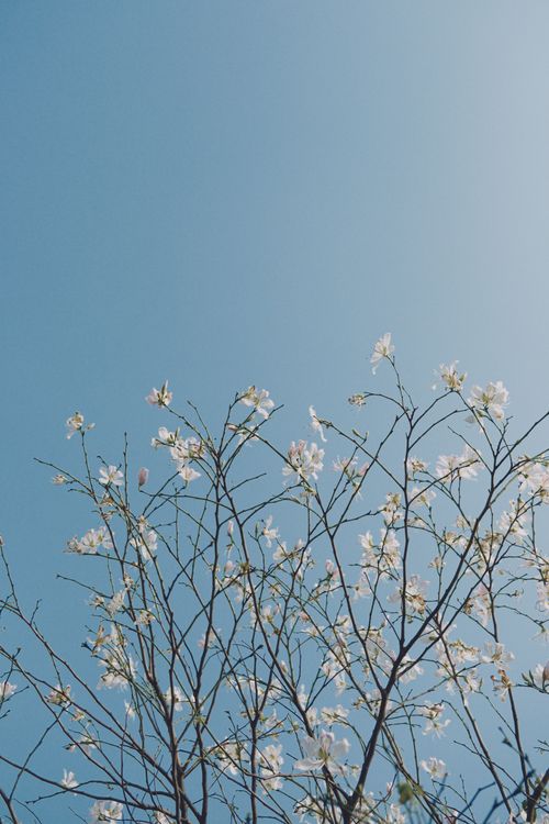 Free Peaceful branches with white flowers reaching into a clear blue sky in Vietnam. Stock Photo
