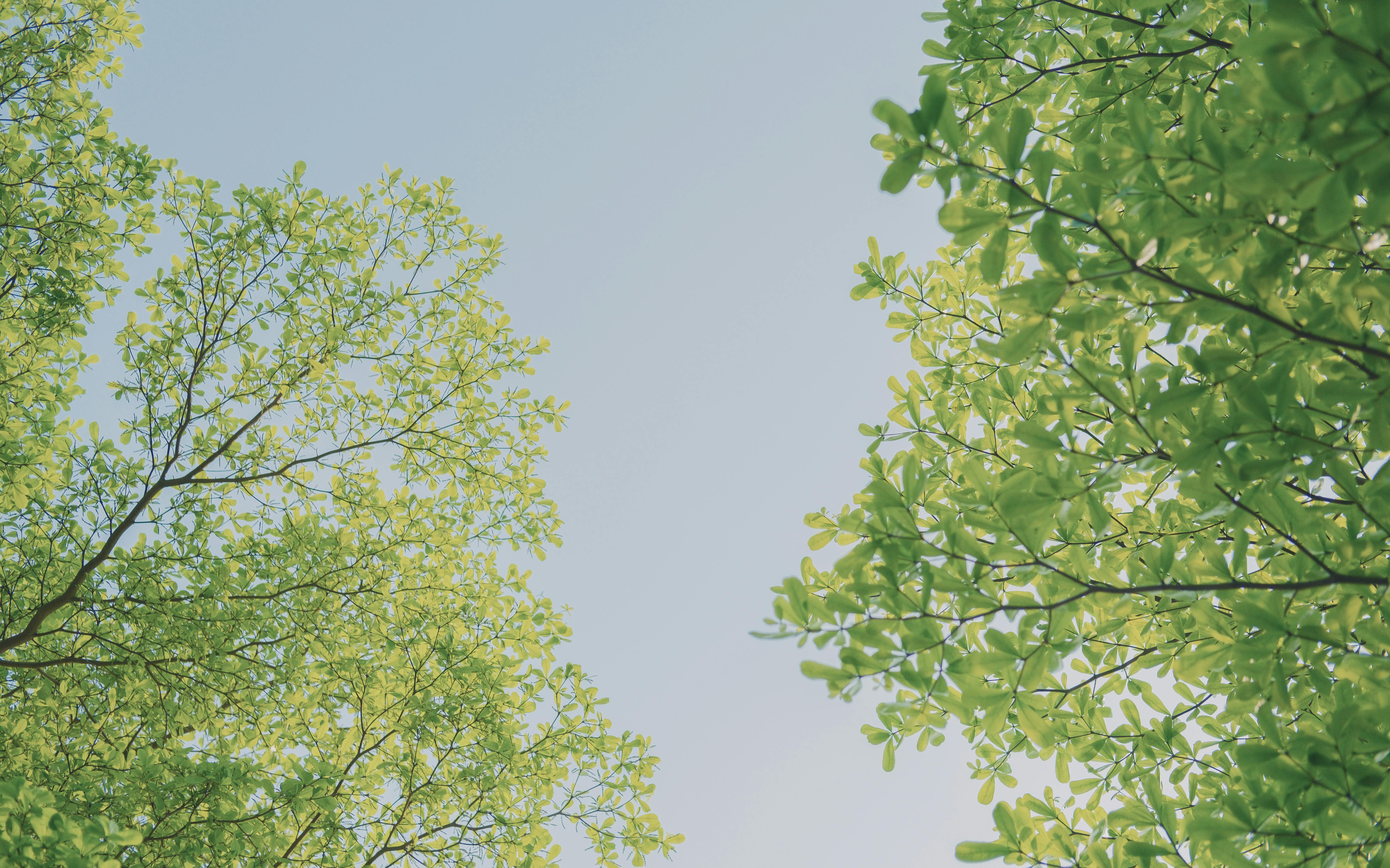 IT and Environmental, Social, and Corporate Governance (ESG), Part One: A CEO and Board Concern — Photo by mitbg000 on Pexels