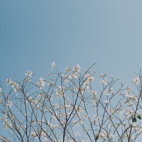 Gratis lagerfoto af blå himmel, blomster, blomstrende