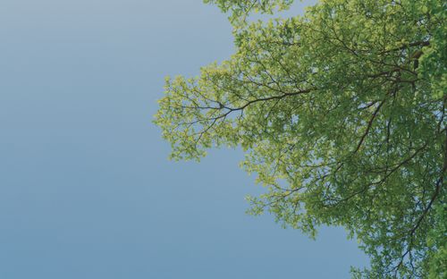 Free Peaceful low angle shot of green leaves and branches under a clear blue sky. Stock Photo
