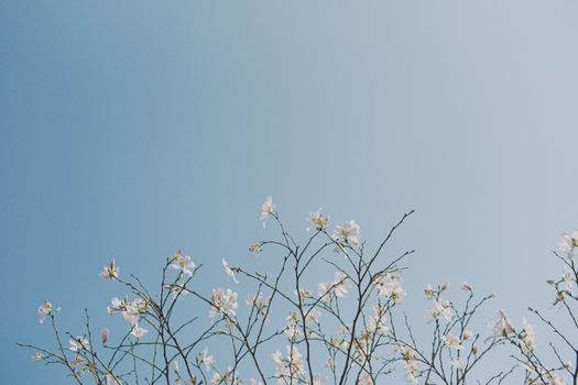 A serene image of white Bauhinia variegata flowers blossoming against a clear blue sky in Vietnam.