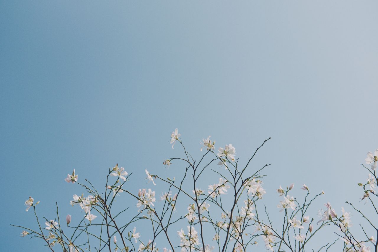 a serene image of white bauhinia variegata flowers blossoming against