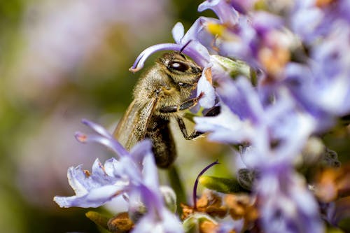 A Bee Pollinating on Purple Flower