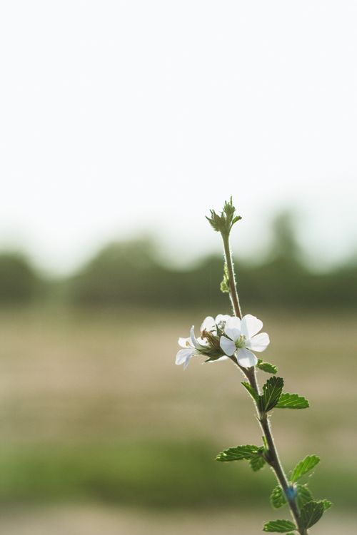 Free Close-up of white flowers with green leaves in Codazzi, Colombia, against a blurred background. Stock Photo