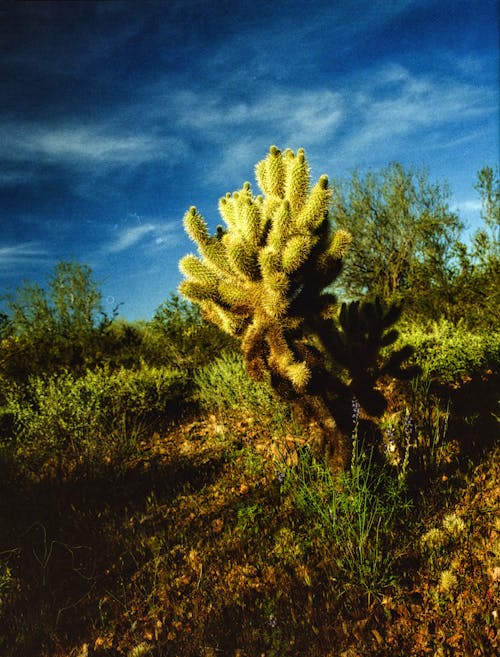 Imagine de stoc gratuită din cactus, câmp, cer albastru