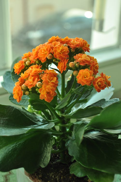 A Pot of Green Plant with Orange Flowers