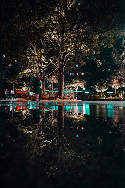 Photo of Green Leafed Trees Near Body of Water during Night