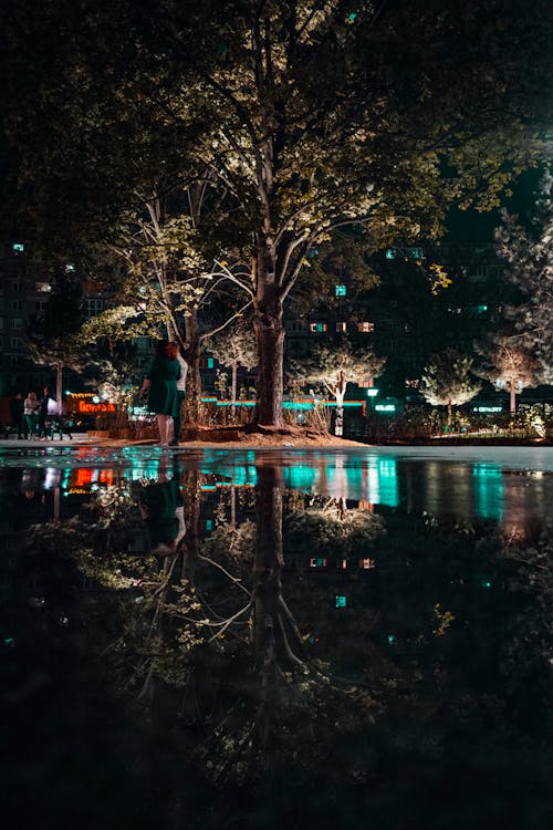 免费 绿叶树木在夜间水体附近的照片 素材图片