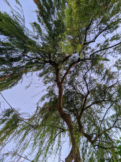 Gratuit Imagine de stoc gratuită din cer albastru, copaci înalți, copaci verzi Fotografie de stoc