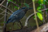 Striated Heron