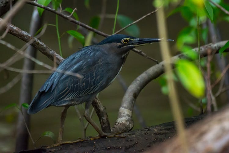 Close-Up Shot Of A Striated Heron