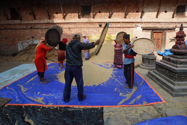 People Drying Grain 