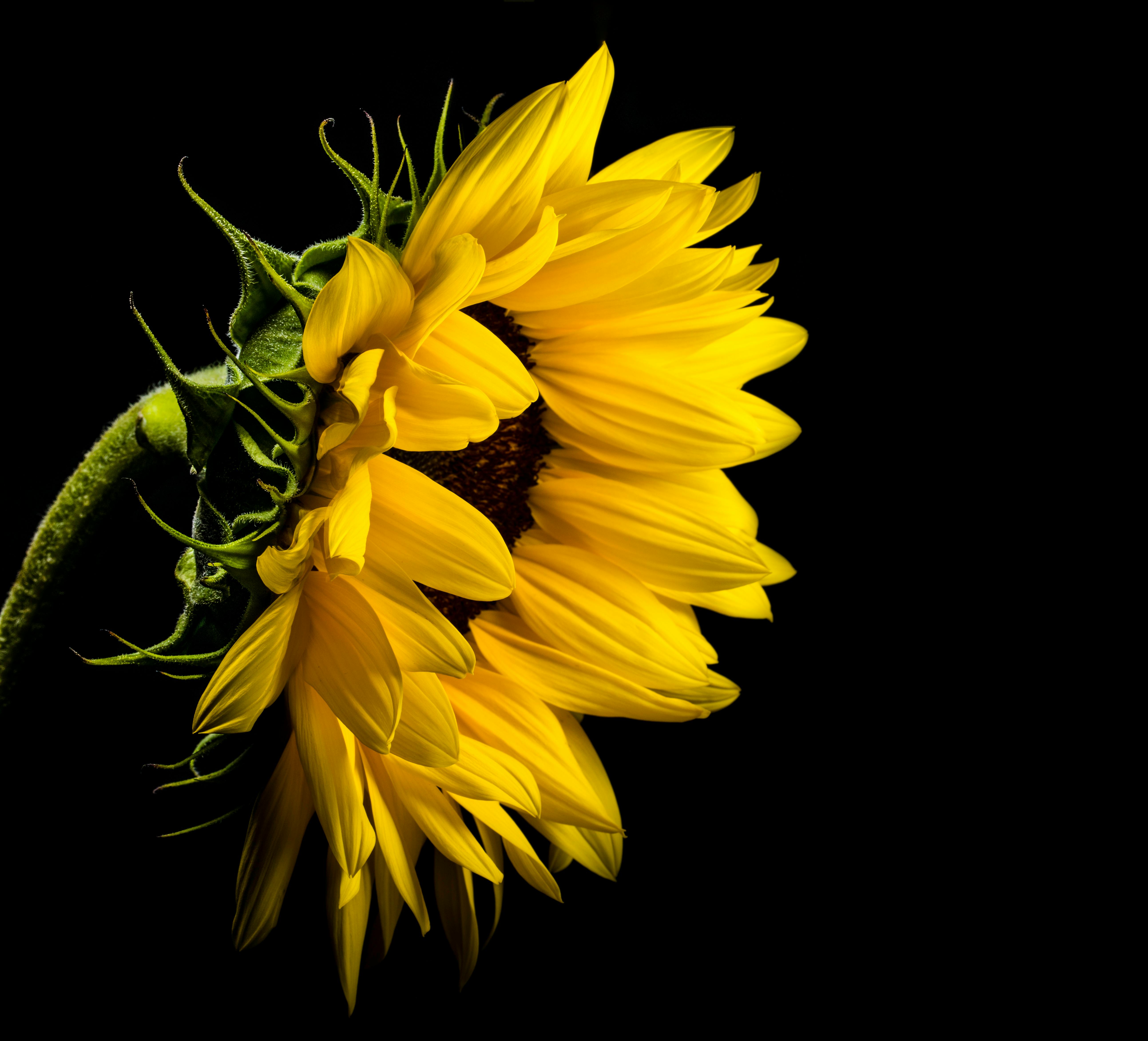 Close Photo of Yellow Sunflower on Black Background · Free Stock Photo