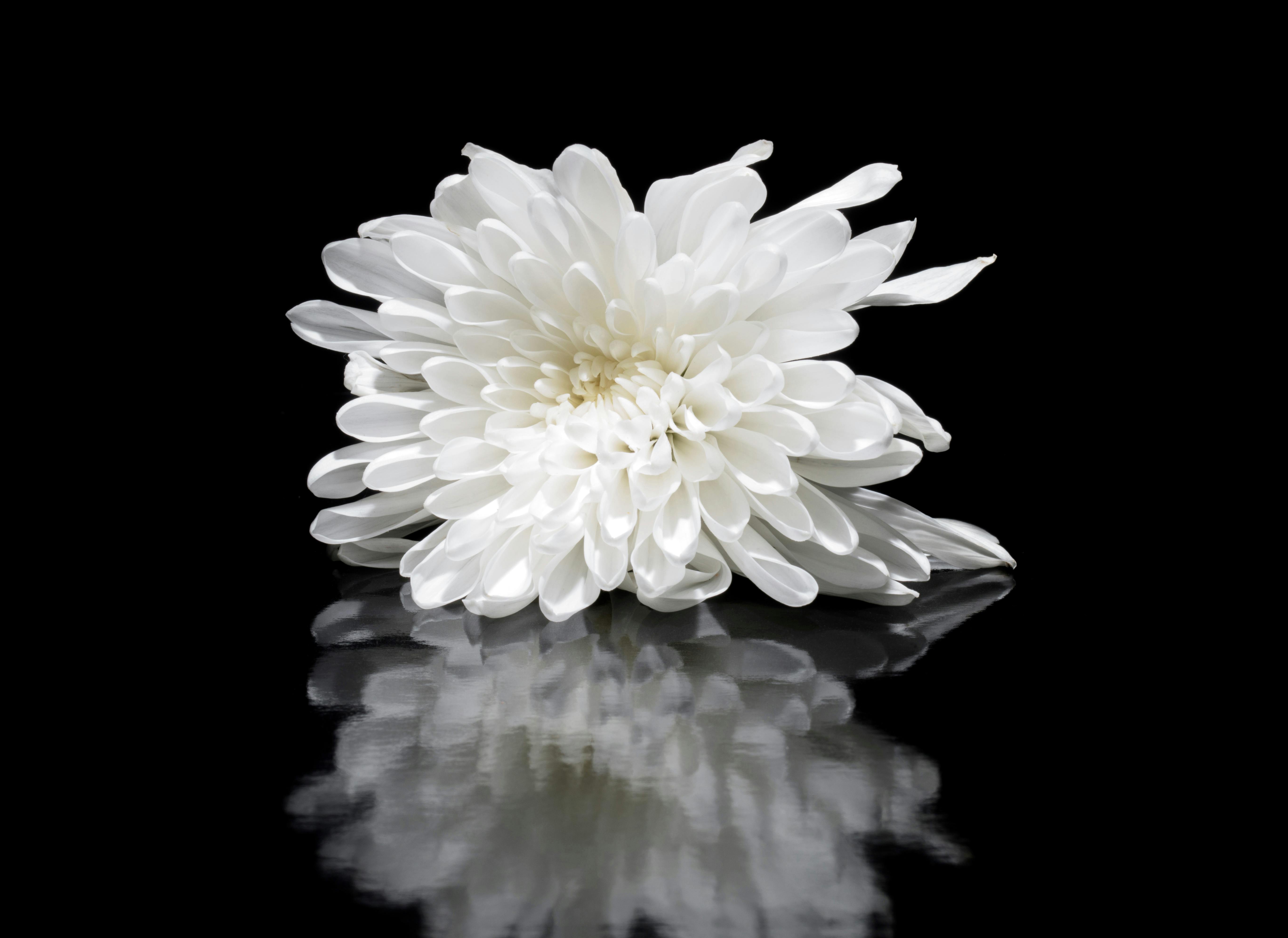 White Flower Photos, Download The BEST Free White Flower Stock