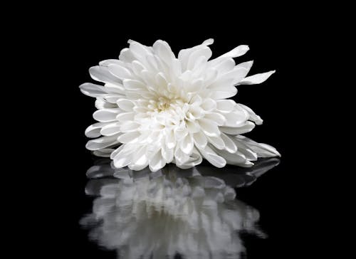 거울 표면에 반사 된 흰 꽃의 얕은 초점 사진