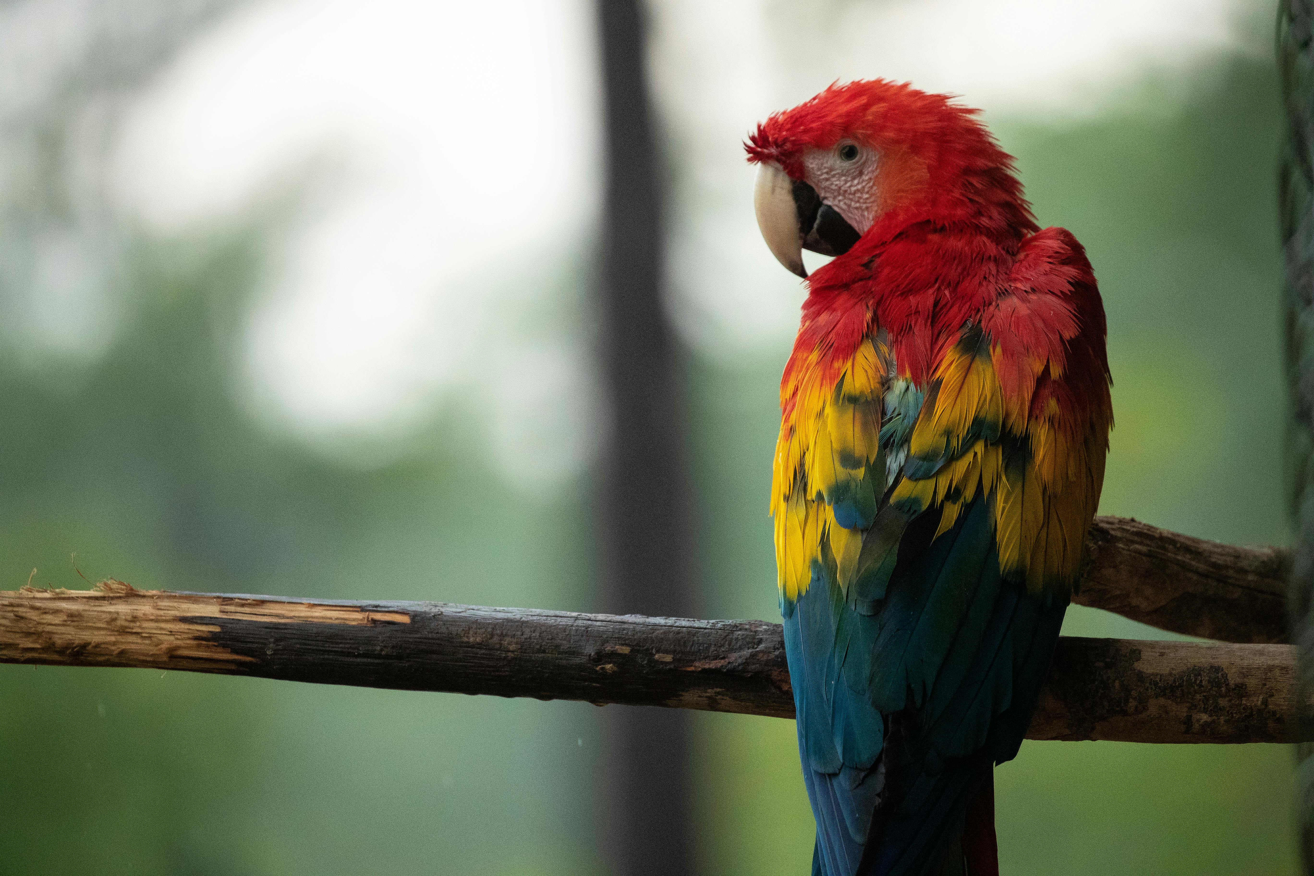 Two Red Green Macaw Parrot Birds On Wood Stick In Blur Background HD Birds  Wallpapers  HD Wallpapers  ID 91404