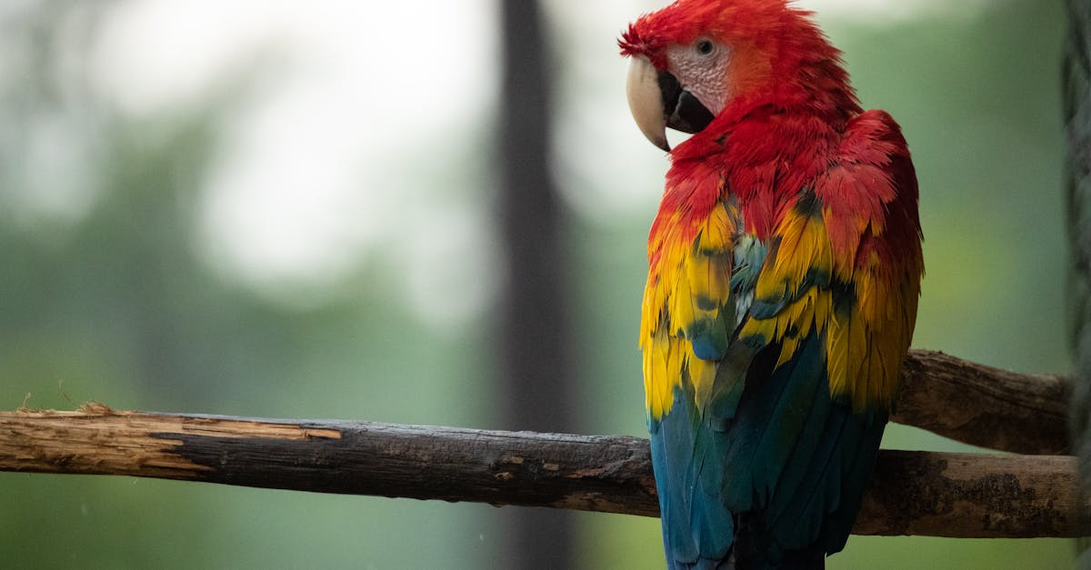 How to make a blue macaw parrot
