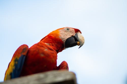 Základová fotografie zdarma na téma barevný, červená, papoušek