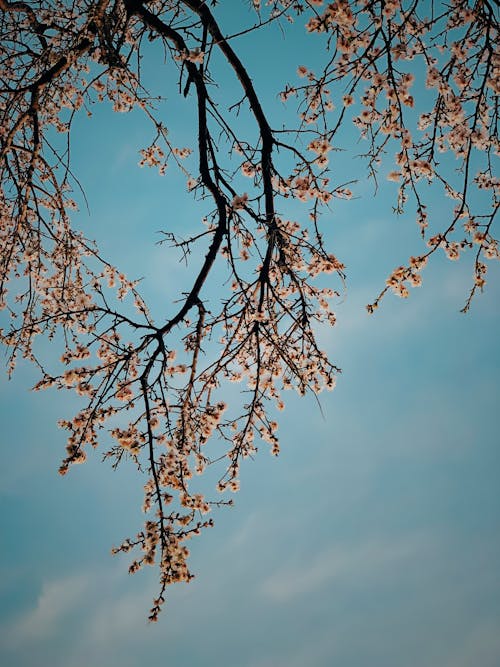 Fotos de stock gratuitas de de cerca, floración de cerezos, foto de ángulo bajo
