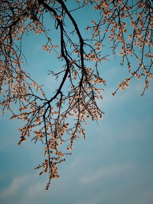 Free Close-up shot of cherry blossom branches in Adıyaman, Turkey with clear blue sky. Stock Photo