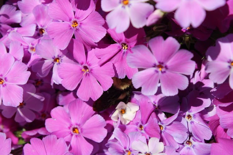 Close-up Of Purple Moss Phlox