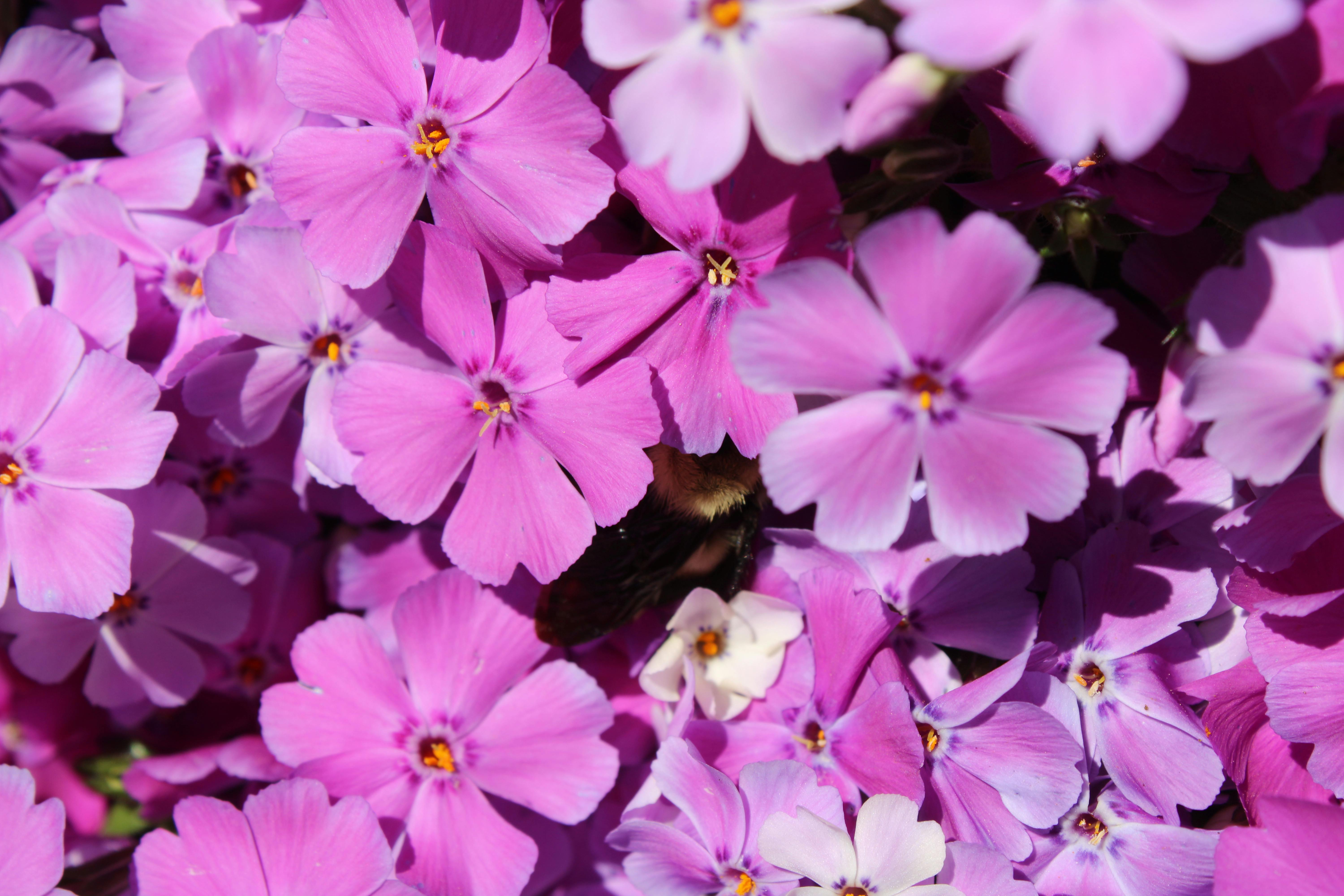 Blue Creeping Phlox Flowers · Free Stock Photo