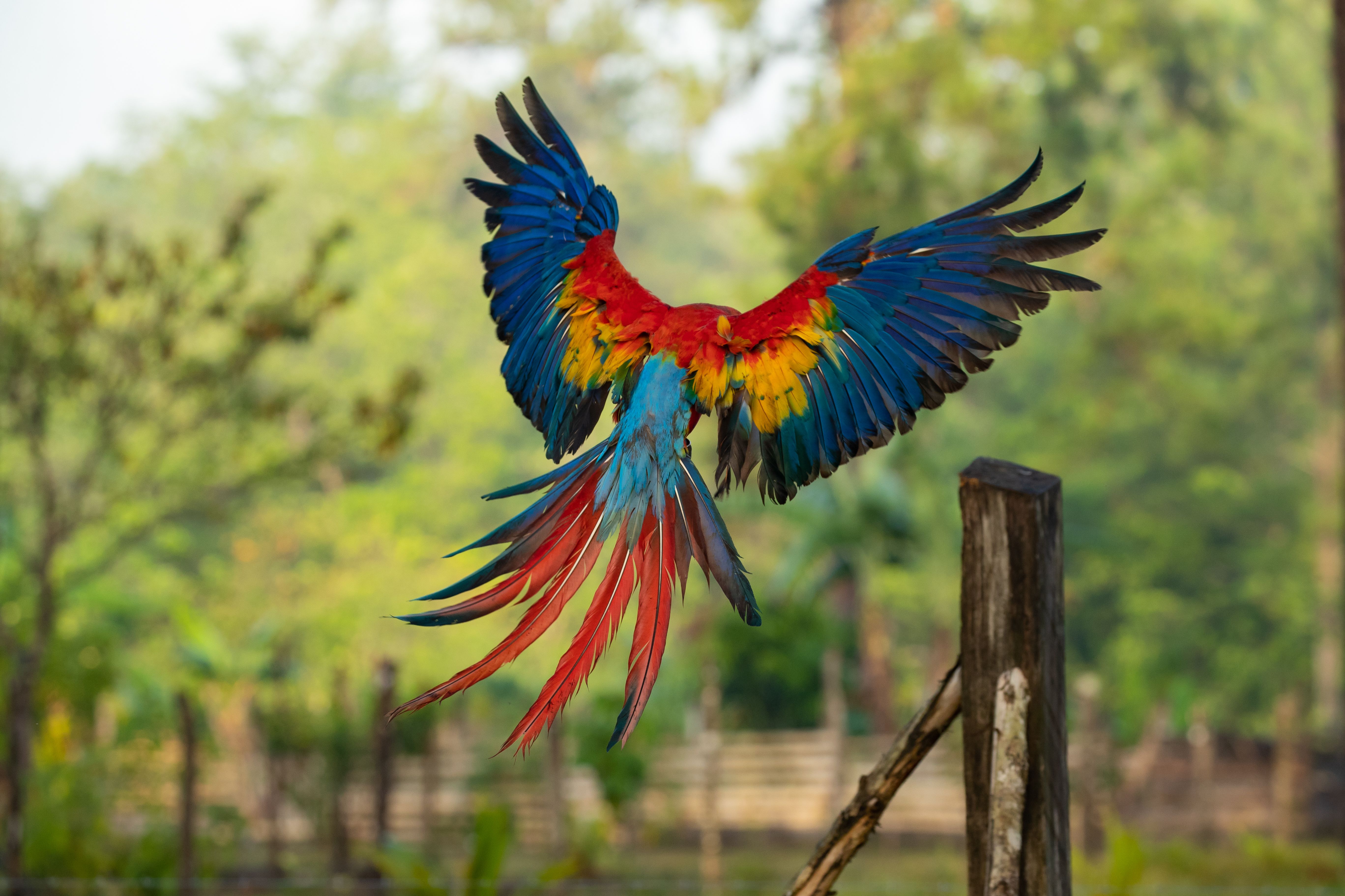 Foto Stok Gratis Tentang Biru Bulu Burung Beo