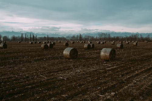 Hay Rolls on Brown Field