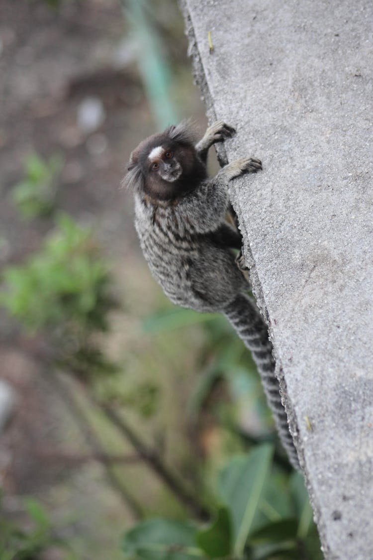 Close Up Of Monkey Climbing