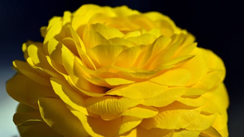 Yellow Flower in Close Up Photography