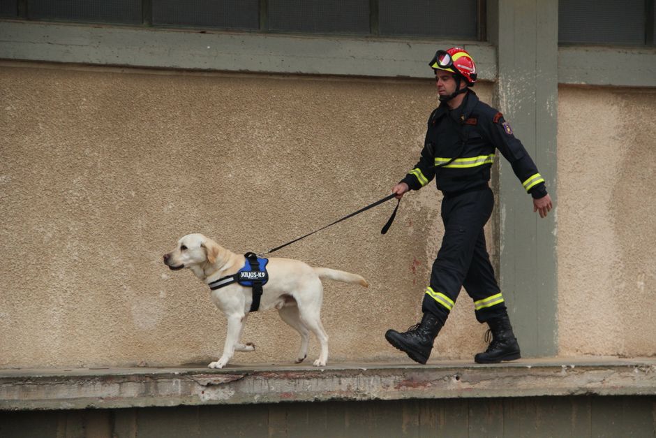 Ottawa Firefighter Who's Also a Vet Saves Dog Injured in Crash, And It's the Heartwarming Story We Needed