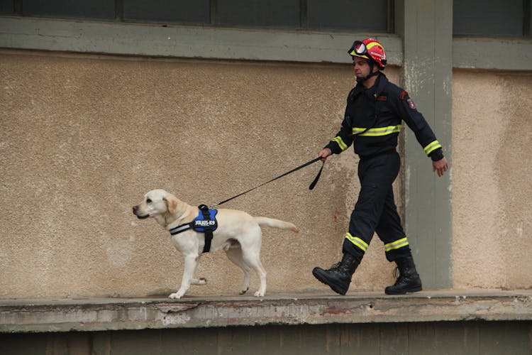 A Firefighter Walking A Dog