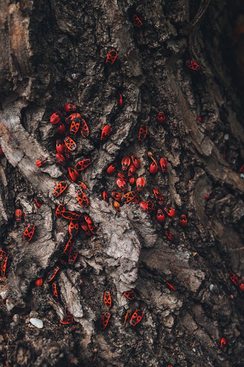 Foto d'estoc gratuïta de errors vermells, escorça d'arbre, insecte