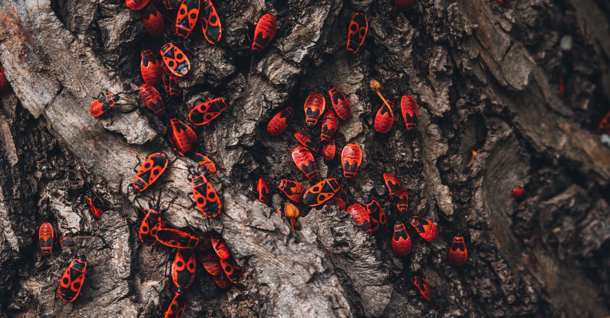 All Red Insects Red Bugs on a Tree · Free Stock Photo