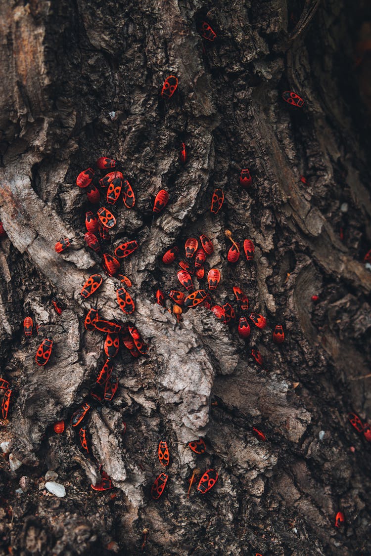 Red Bugs On A Tree