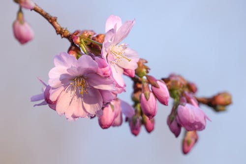 Pink Cherry Blossoms in Close-up Photography