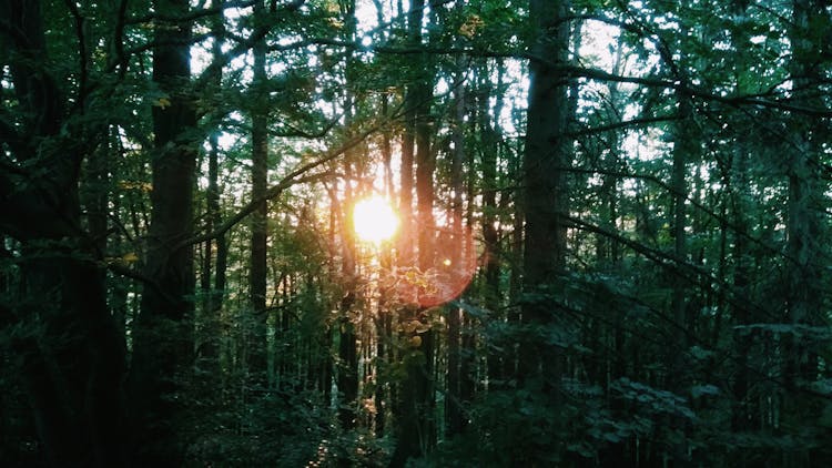 Sunlight Passing Through Forest Trees 