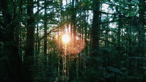 Free Captivating sunrise through dense trees in Neukirchen forest, Germany. Stock Photo