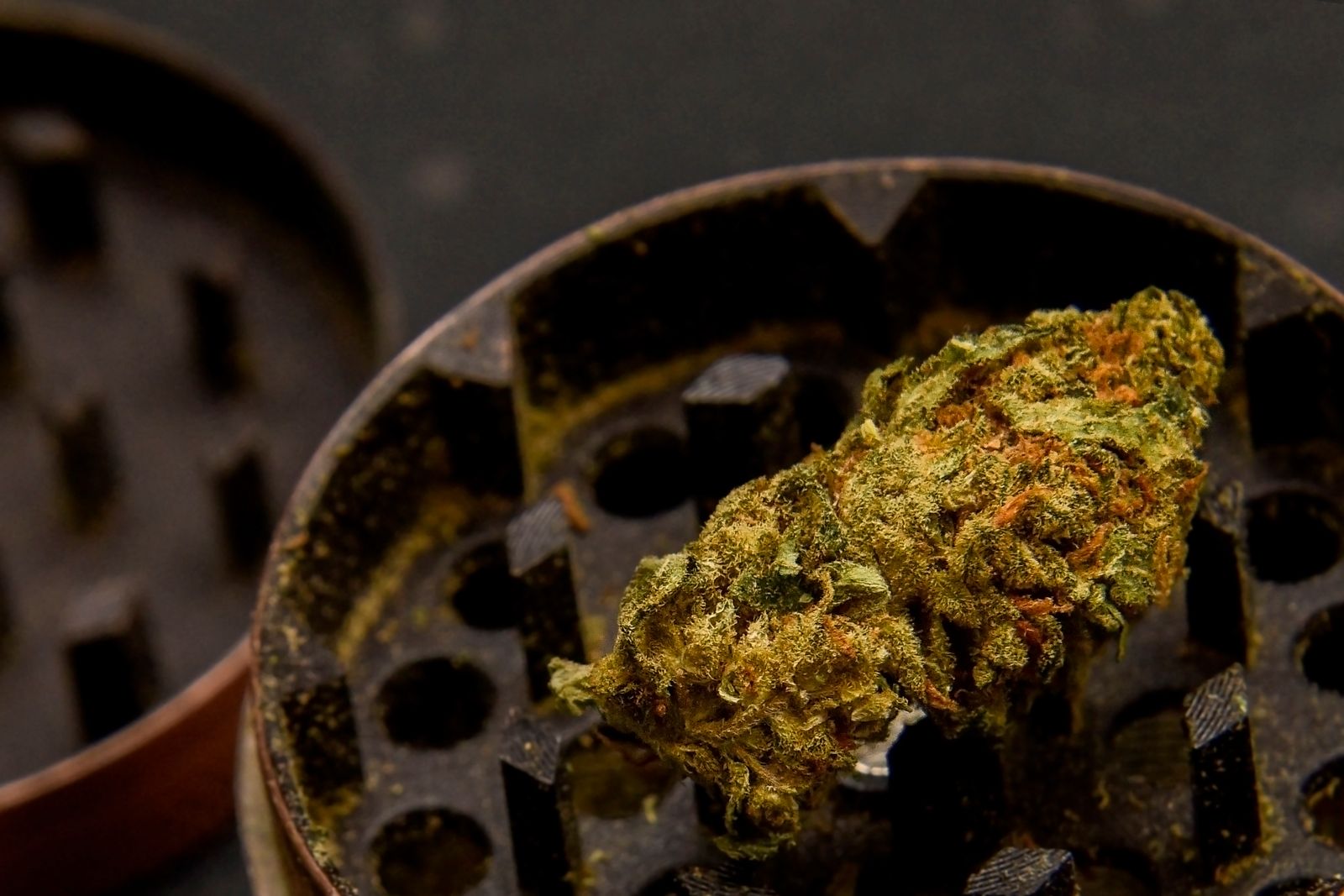 The 11 Best Marijuana Seeds for Beginners