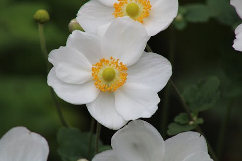 Free White Flowers in Close Up Photography Stock Photo