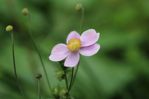Japanese Thimbleweed Flower in Close-up Photography