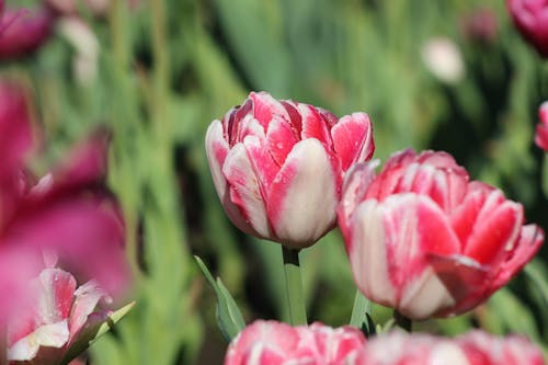 Pink Tulips in Close-up Photography