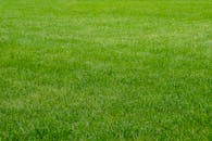 green grass nature background texture