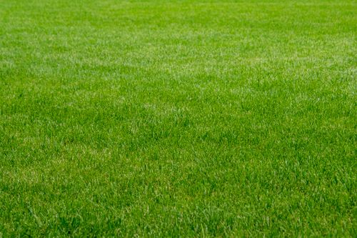 Free A close-up view of lush, vibrant green grass offering an ideal natural outdoor backdrop. Stock Photo