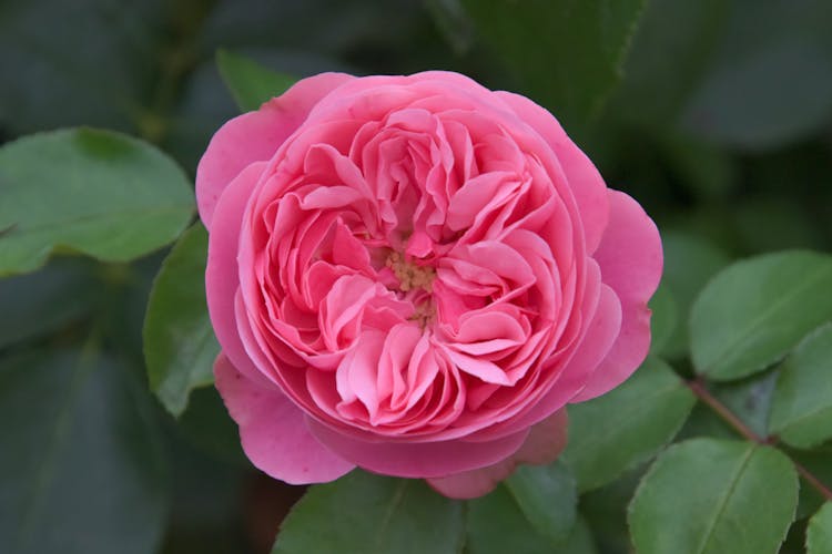 Close-Up Shot Of A Rose In Bloom