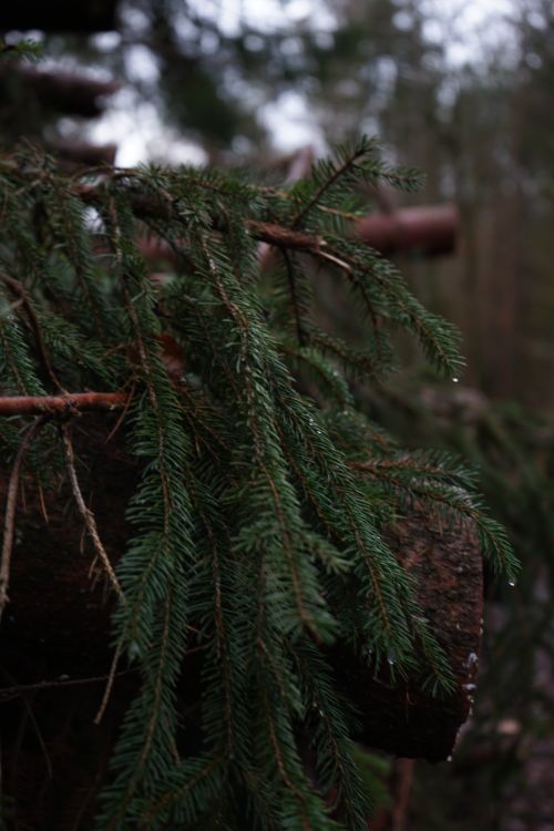 Free stock photo of after rain, forest, green Stock Photo